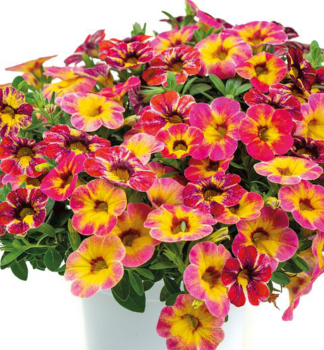 Minipet�nie p�evisl� �CHAMELEON� TART DECO�, kont. 0,5 l