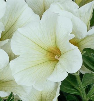 Petunie p�evisl� �SWEETUNIA� POPCORN�, kont. 0,5 l