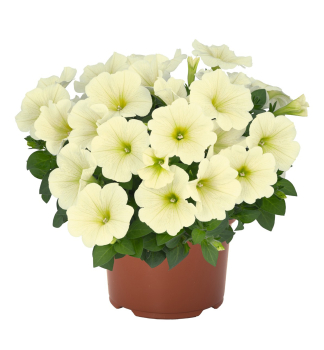 Petunie p�evisl� �SWEETUNIA� POPCORN�, kont. 0,5 l