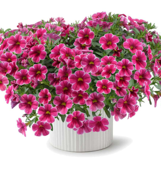 Minipet�nie polop�evisl� �COLIBRI� CHERRY LACE�, kont. 0,5 l