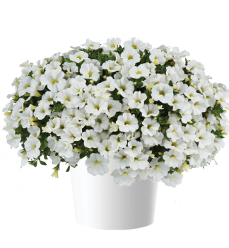 Minipet�nie polop�evisl� �COLIBRI� PURE WHITE�, kont. 0,5 l