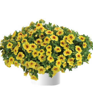 Minipet�nie polop�evisl� �COLIBRI� MELLOW YELLOW�, kont. 0,5 l