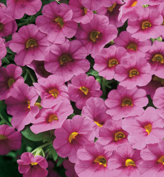 Minipet�nie p�evisl� �PORTUCAL� TRAILING PINK�, kont. 0,5 l