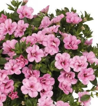 Minipet�nie p�evisl� �ALOHA DOUBLE� PINK�, kont. 0,5 l