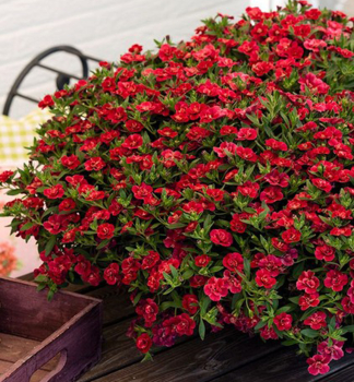 Minipet�nie p�evisl� �ALOHA DOUBLE� RED�, kont. 0,5 l