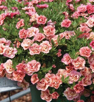 Minipet�nie p�evisl� �ALOHA DOUBLE� APRICOT�, kont. 0,5 l