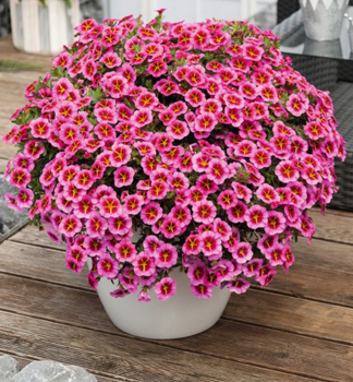 Minipet�nie polop�evisl� �TIK TOK� ROSE�, kont. 0,5 l