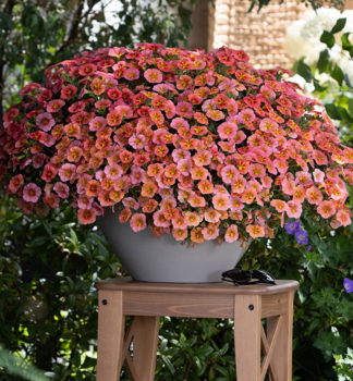 Minipet�nie polop�evisl� �TIK TOK� ORANGE�, kont. 0,5 l