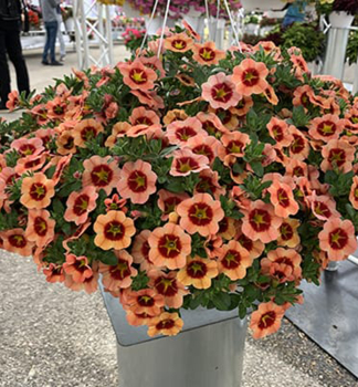 Minipet�nie polop�evisl� �TIK TOK� ORANGE�, kont. 0,5 l