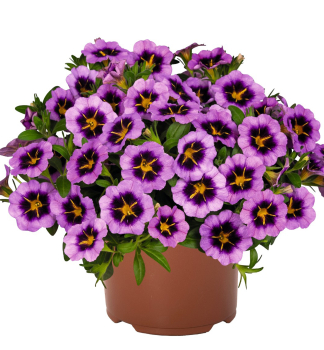 Minipet�nie polop�evisl� �TIK TOK� GRAPE�, kont. 0,5 l