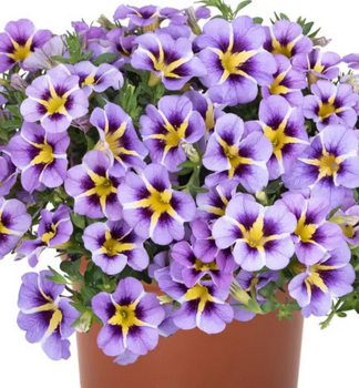 Minipet�nie polop�evisl� �TIK TOK� SKY BLUE�, kont. 0,5 l