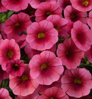 Minipet�nie polop�evisl� �COLIBRI� MALIBU PINK�, kont. 0,5 l