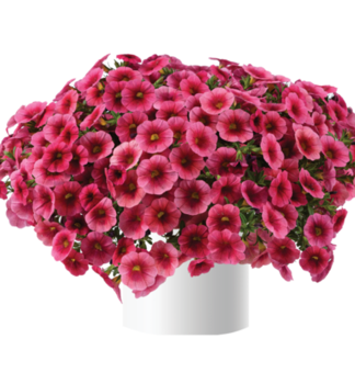 Minipet�nie polop�evisl� �COLIBRI� MALIBU PINK�, kont. 0,5 l