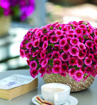 Minipet�nie polop�evisl� �COLIBRI� MALIBU PINK�, kont. 0,5 l