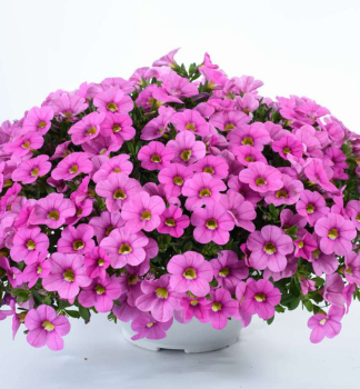 Minipet�nie polop�evisl� �COLIBRI� PINK FLAMINGO�, kont. 0,5 l