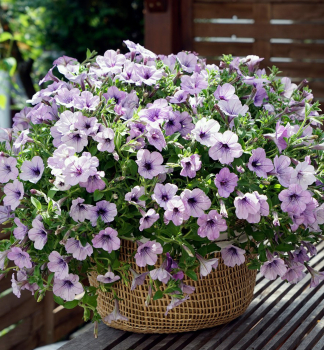 Petunie p�evisl� �CASCADIAS� LAVENDER ICE�, kont. 0,5 l