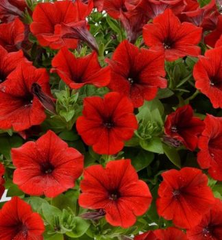 Petunie p�evisl� �CASCADIAS� CHILLI RED�, kont. 0,5 l