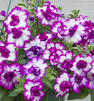 Petunie p�evisl� �TUMBELINA� NICOLA�, kont. 0,5 l