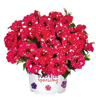 Petunie polop�evisl� �SWEETUNIA� SPARKLING RED�, kont. 0,5 l