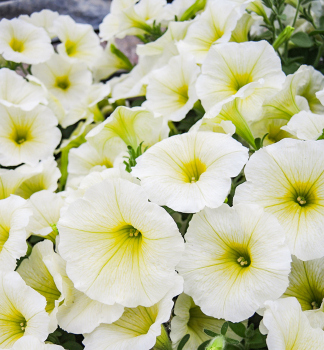 Petunie polop�evisl� �PRETTYTOONIA� LEMON�, kont. 0,5 l