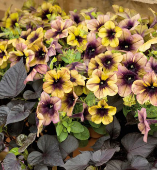 Petunie p�evisl� �RAY� SHADOW�, kont. 0,5 l