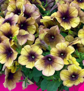 Petunie p�evisl� �RAY� SHADOW�, kont. 0,5 l