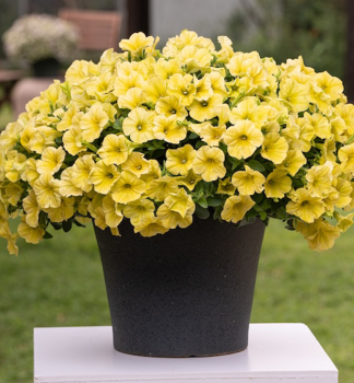 Petunie polop�evisl� �CAPELLA� HELLO SUNSHINE�, kont. 0,5 l