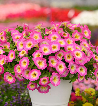 Petunie polop�evisl� �CAPELLA� PINK MORN�, kont. 0,5 l