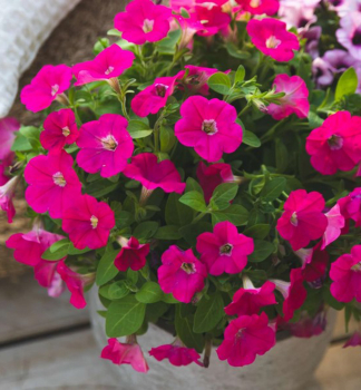 Petunie polop�evisl� �CAPELLA� ROSE�, kont. 0,5 l