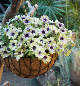 Petunie p�evisl� �AMAZONAS� PLUM COCKATOO�, kont. 0,5 l