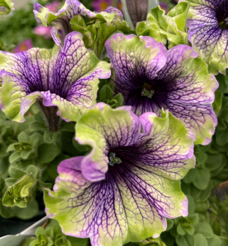 Petunie p�evisl� �AMAZONAS� PLUM COCKATOO�, kont. 0,5 l