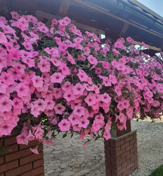 Petunie p�evisl� �SUPERTUNIA� VISTA BUBBLEGUM�, kont. 0,5 l