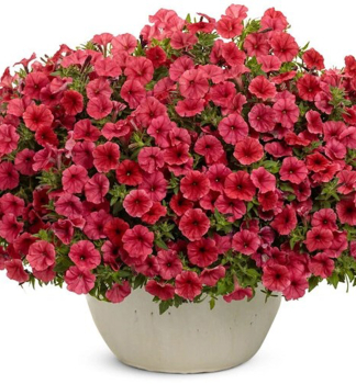 Petunie p�evisl� �SUPERTUNIA� VISTA STRAWBERRY�, kont. 0,5 l