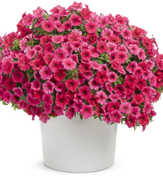 Petunie p�evisl� �SUPERTUNIA� VISTA PARADISE�, kont. 0,5 l