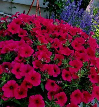 Petunie p�evisl� �SUPERTUNIA� VISTA PARADISE�, kont. 0,5 l