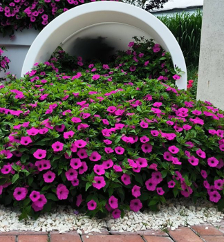 Petunie p�evisl� �SUPERTUNIA� VISTA JAZZBERRY�, kont. 0,5 l