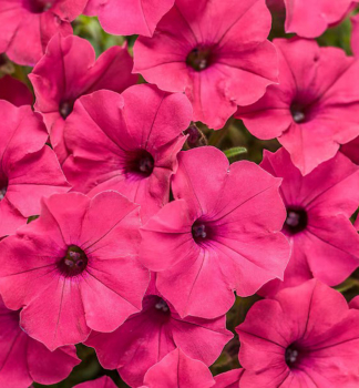 Petunie p�evisl� �SUPERTUNIA� VISTA FUCHSIA�, kont. 0,5 l
