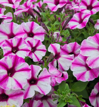 Petunie p�evisl� �SUPERTUNIA� VISTA RASPBERRY STAR�, kont. 0,5 l