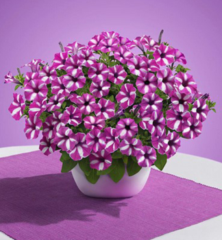 Petunie p�evisl� �SUPERTUNIA� VISTA RASPBERRY STAR�, kont. 0,5 l