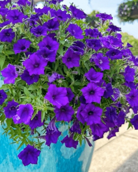 Petunie p�evisl� �SUPERTUNIA� MINI VISTA ULTRAMARINE�, kont. 0,5 l
