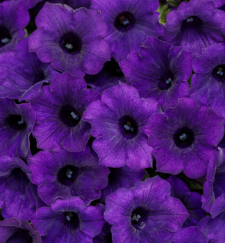 Petunie p�evisl� �SUPERTUNIA� MINI VISTA ULTRAMARINE�, kont. 0,5 l