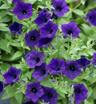 Petunie p�evisl� �SUPERTUNIA� MINI VISTA ULTRAMARINE�, kont. 0,5 l