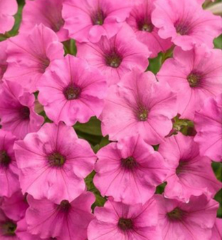 Petunie p�evisl� �SUPERTUNIA� MINI VISTA HOT PINK�, kont. 0,5 l