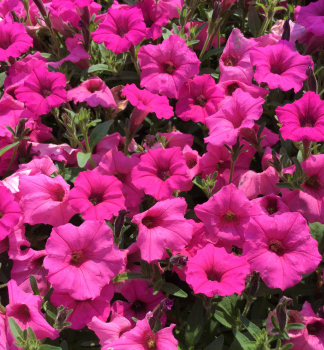 Petunie p�evisl� �SUPERTUNIA� MINI VISTA HOT PINK�, kont. 0,5 l
