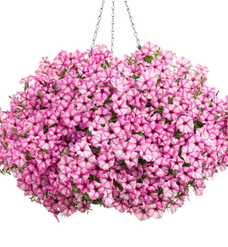Petunie p�evisl� �SUPERTUNIA� MINI VISTA PINK STAR�, kont. 0,5 l