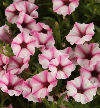Petunie p�evisl� �SUPERTUNIA� MINI VISTA PINK STAR�, kont. 0,5 l