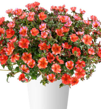 �rucha �MEGA PAZZAZ� TROPICAL TWIST�, kont. 0,5 l