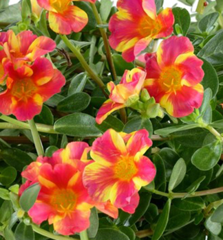 �rucha �MEGA PAZZAZ� TWIST PINK�, kont. 0,5 l