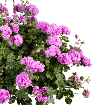 Pelargonie p�evisl� �KITTY�, kont. 0,5 l