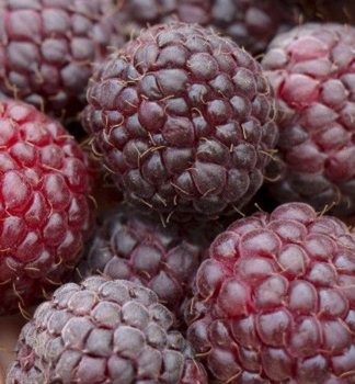 Malin�k �erven� remontantn� �MALLING PASSION� 20-30 cm, kont. 2 l